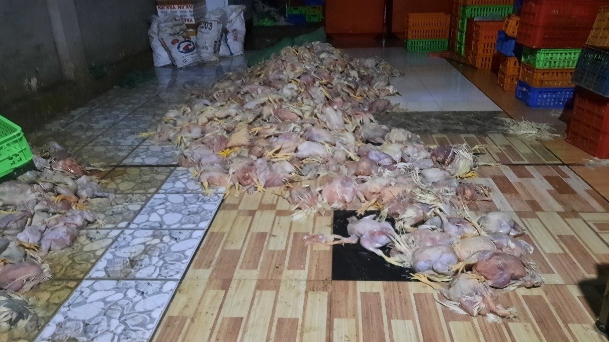 Phát hiện cơ sở giết mổ hơn 2 tấn gà chết làm giò chả ở Đồng Nai
