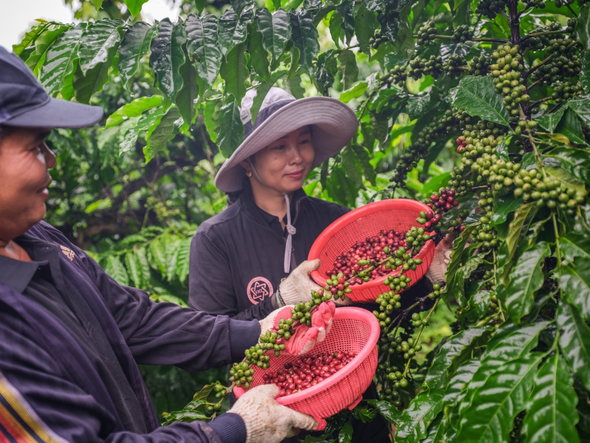 Những cải tiến nhỏ giúp phòng ngừa tai nạn lớn trong ngành cà phê Việt Nam