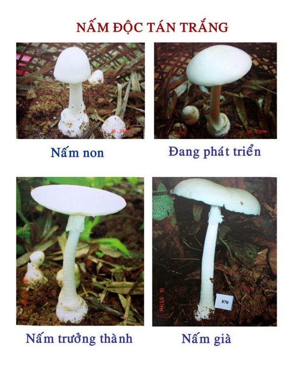 Nấm 